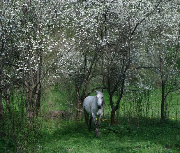 167622_189314884416787_100000148311193_776325_5906781_n - Frumuseti ale naturii