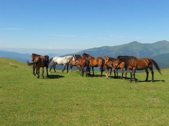 167629_192140830800859_100000148311193_804272_6940506_n - Frumuseti ale naturii