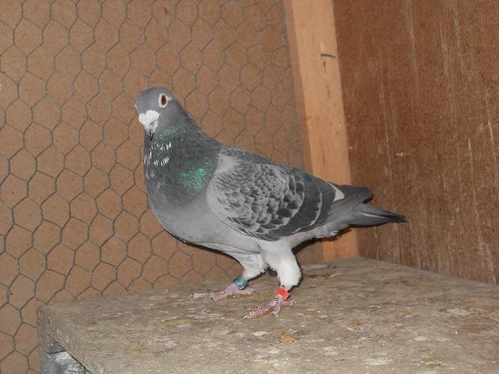 07 - vojaiori de concurs 2010