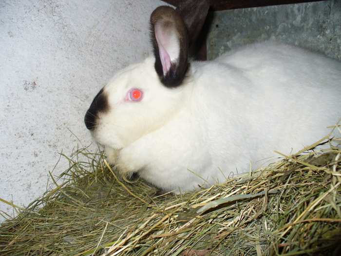 SUNT INSARCINATA IN 2 SAPTAMANI  JUMATE