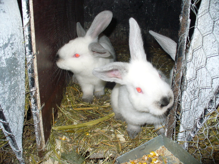 8 PUI DE 1 LUNA SI 3 SAPTAMANI