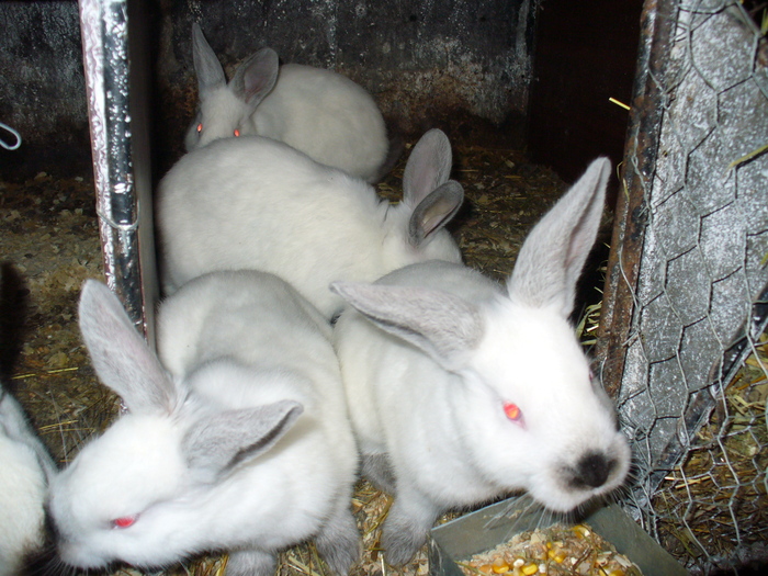 8 PUI DE 1 LUNA SI 3 SAPTAMANI