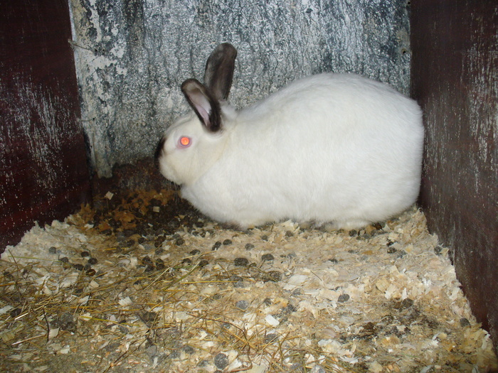 MAMA PUILOR DE 1 LUNA SI 3 SAPTAMANI