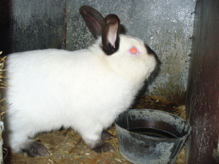 MAMA PUILOR DE 1 LUNA SI 3 SAPTAMANI