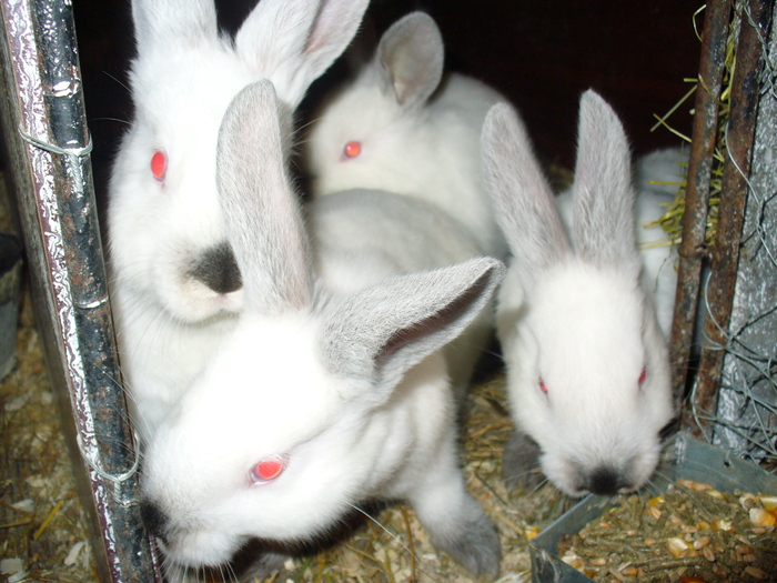 8 PUI DE 1 LUNA SI 3 SAPTAMANI