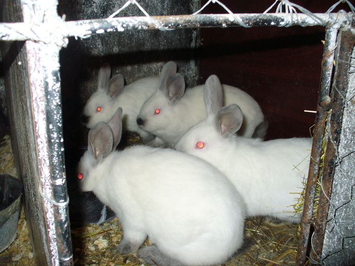 8 PUI DE 1 LUNA SI 3 SAPTAMANI