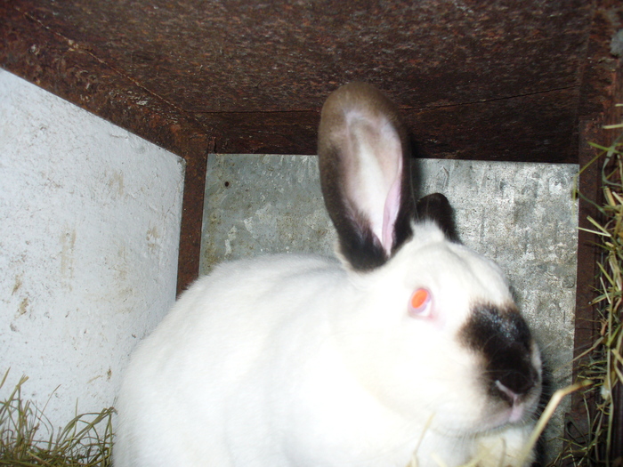 SUNT INSARCINATA, CAUT UN LOC DE FATARE SI NU GASESC....:)))