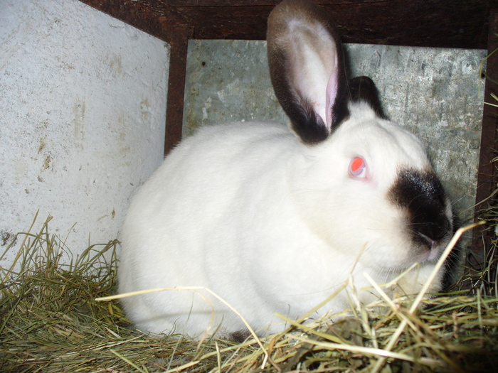 SUNT INSARCINATA, CAUT UN LOC DE FATARE SI NU GASESC....:)))