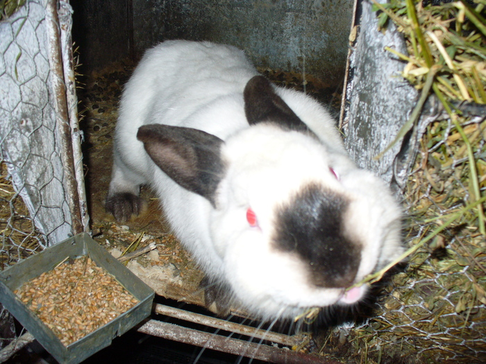 TOT EU, COMANDANTUL, VERIFIC MANCAREA SOTIEI!