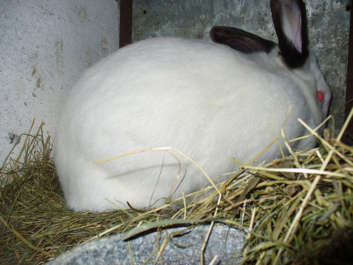 SUNT INSARCINATA, CAUT UN LOC DE FATARE SI NU GASESC....:)))