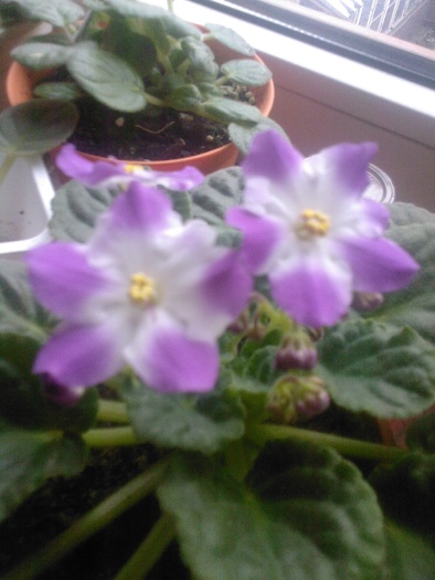 Fotografie0099 - violete africane