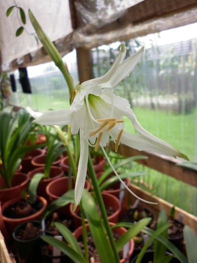 14.01.11 - Hymenocallis