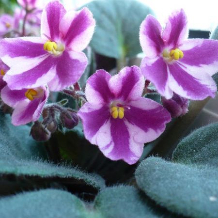 poze%20plante%20de%20interior[1]