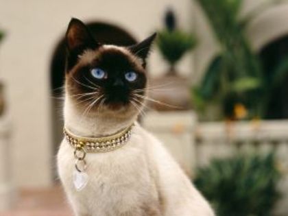 _siamese_cat - animale