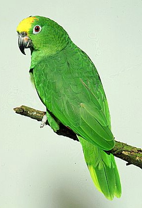 amazon-parrot - animale