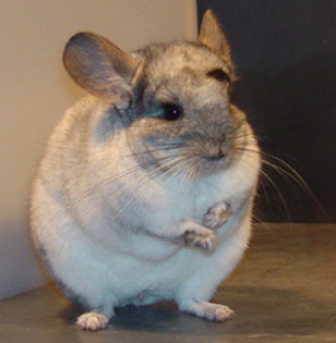 chinchilla