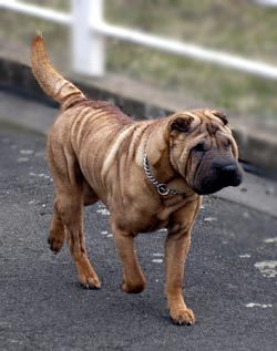 chinese-shar-pei