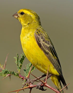 green_singing_finch - animale