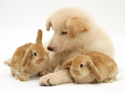 jane-burton-white-german-shepherd-dog-puppy-with-sandy-lop-baby-rabbits - animale