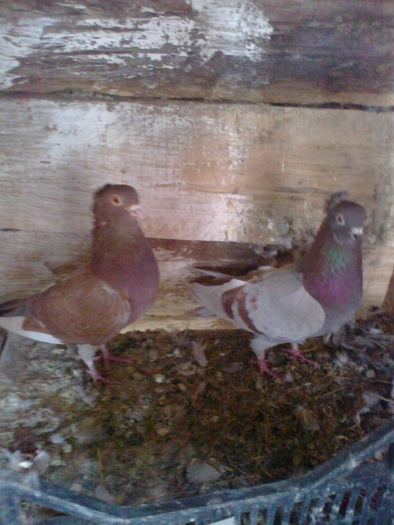 porumbel de ornament3