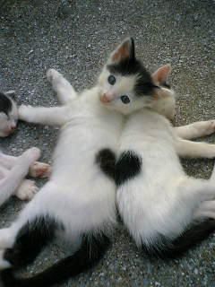-sfantul-valentin-inimioare-pisici