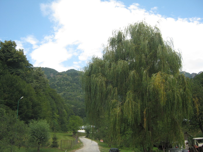 o salcie ca din povesti