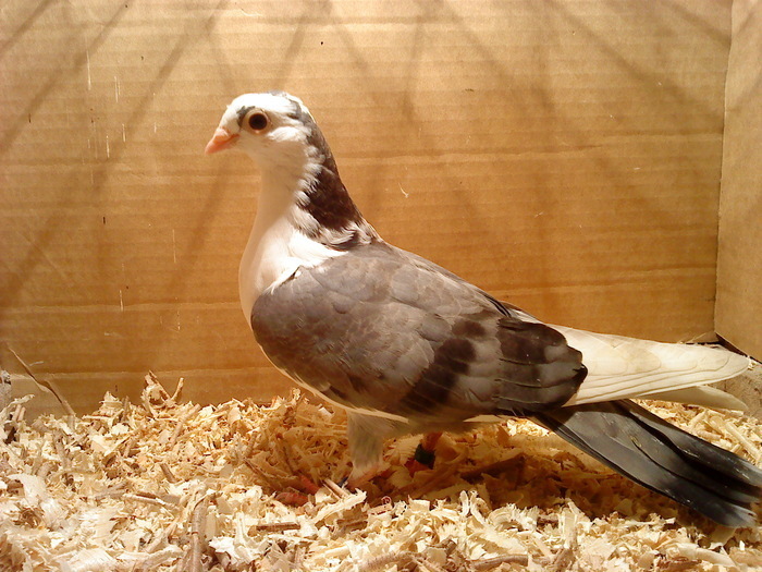 Data in Arad - D- Porumbei JUCATORI DE GALATI VANDUTI Album 1