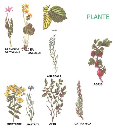 plante,plante medicinale - Lucrare Sa Pastram Natura