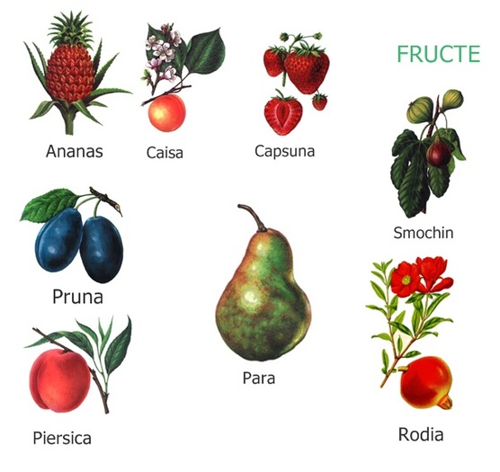 fructe