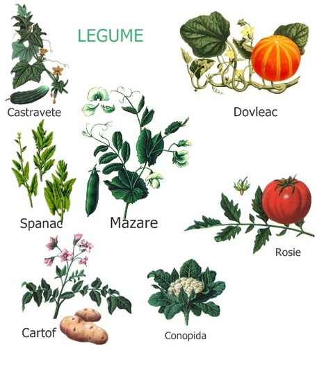 legume