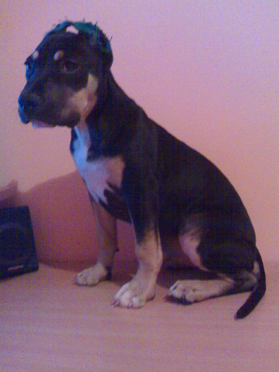 260220061327 - 12 AMSTAFF TequiLLa