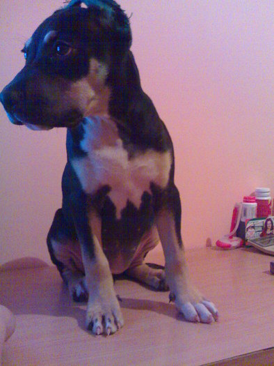 260220061329 - 12 AMSTAFF TequiLLa