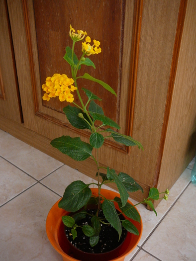 decembrie 2o10 013 - lantana