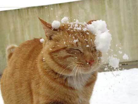 poze-haioase-poze-amuzante-animale-pisici-zapada-iarna-craciun - Animalutze