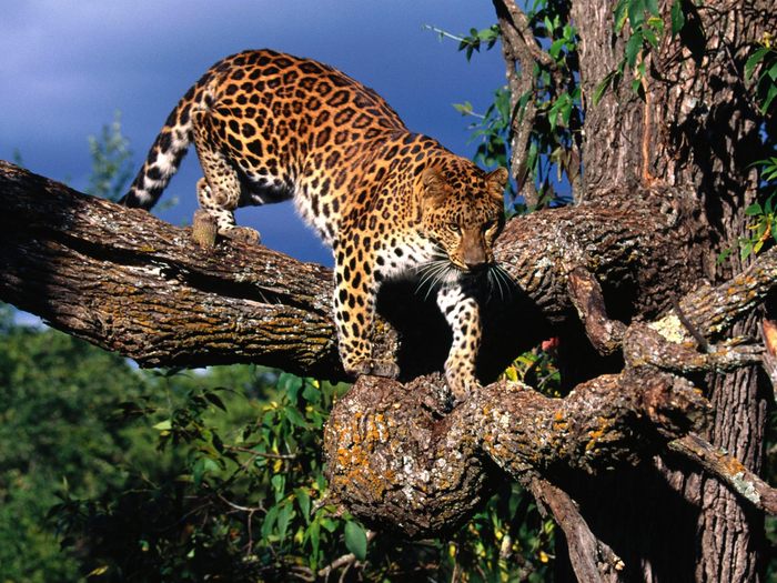 Amur Leopard - Animalutze