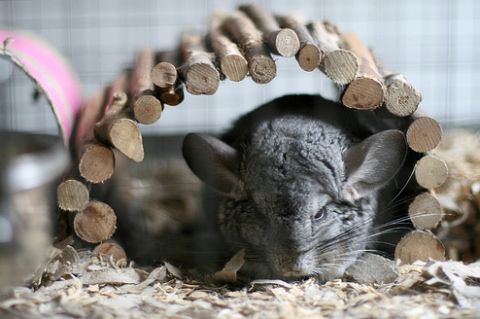 chinchilla---animale-simpatice-dar-totusi-_1