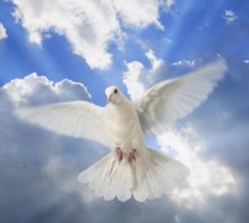 porumbel alb - Pasaria dreptatii si a pacii