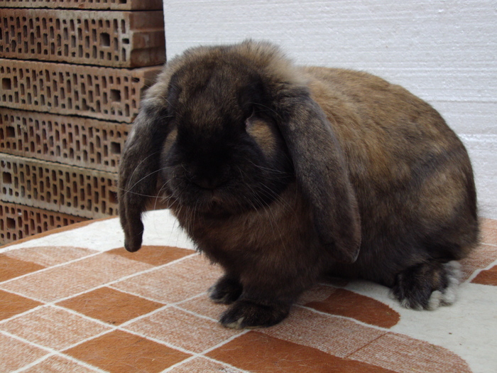 masc  4 este foarte mincacios - IEPURI BERBEC  MASCULI ARHIVA