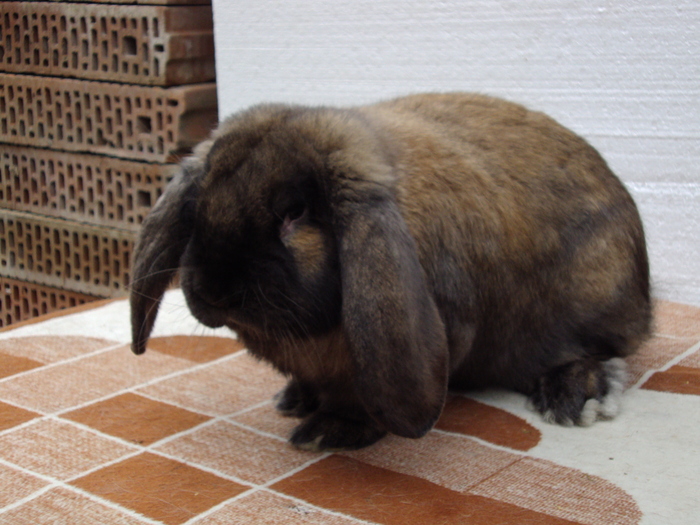 masc 4 - IEPURI BERBEC  MASCULI ARHIVA