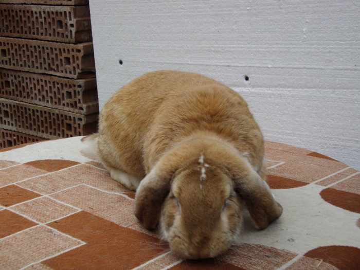 Mascul NR 5,galben cu mantie