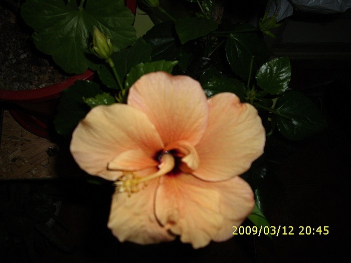 Hibiscus - Hibiscusi