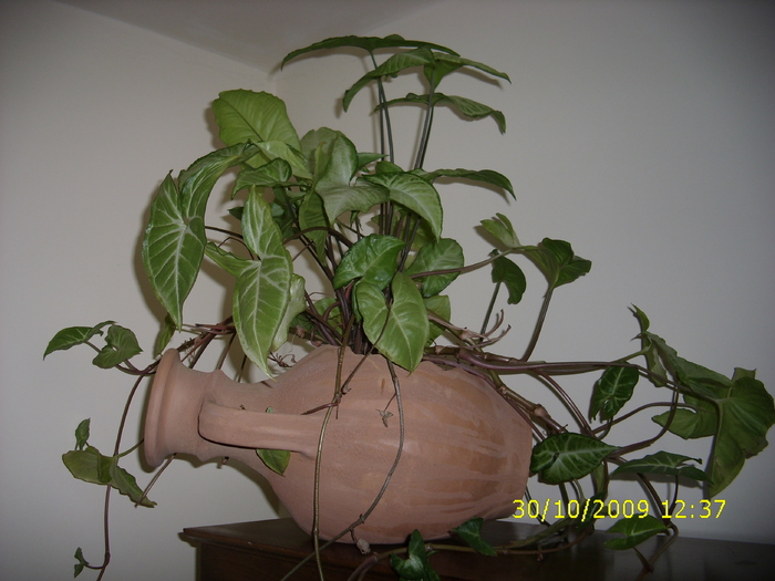 syngonium podaphyllum (1) - Plante Flori