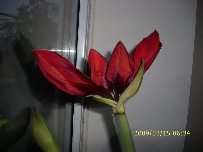 amarilis (1) - Plante Flori