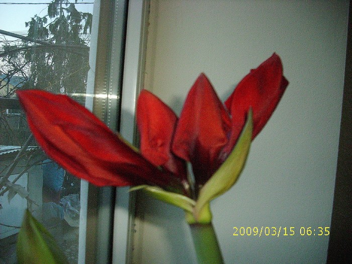 amarilis (2) - Plante Flori