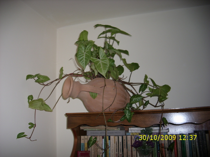 syngonium podaphyllum - Plante Flori