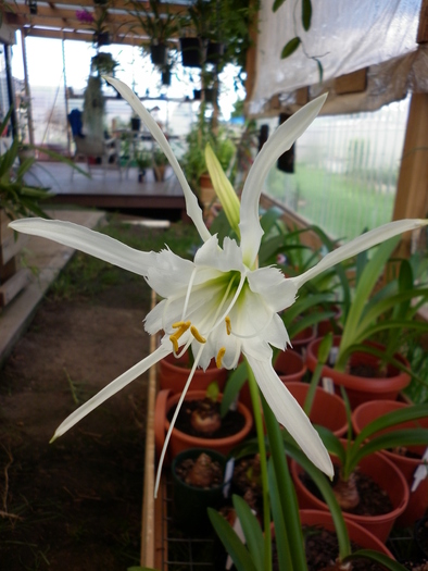 15.01.11 - Hymenocallis