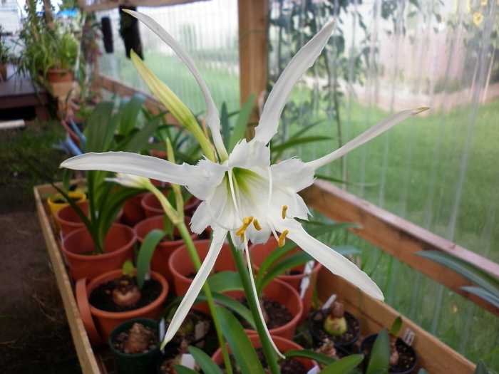 15.01.11 - Hymenocallis