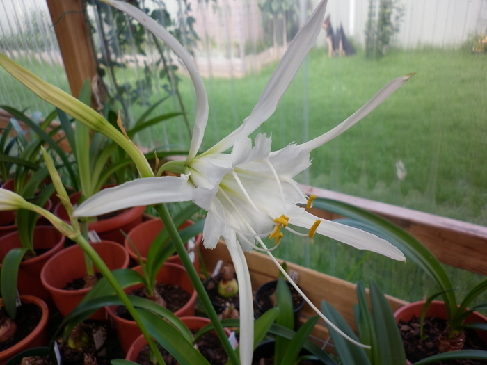 15.01.11 - Hymenocallis