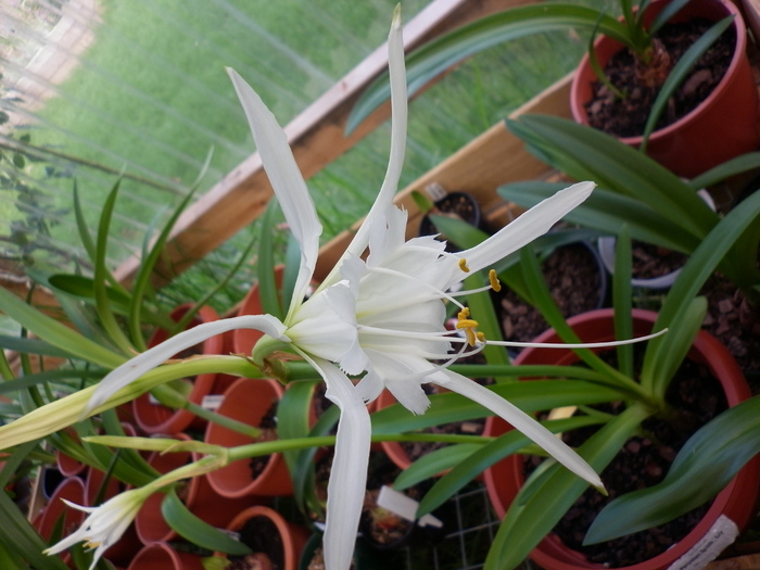 15.01.11 - Hymenocallis