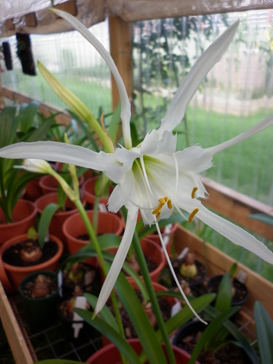 15.01.11 - Hymenocallis